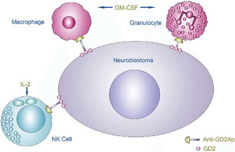 anti gd2 antibody neuroblastoma